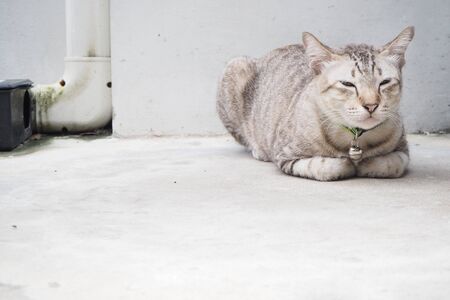 sleepy silver tabby catの写真素材