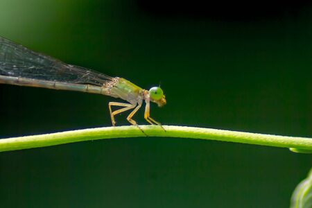 Green Dragonfly Insect in nature environmentの写真素材