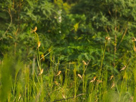 group of sparrows grab on the small branch of treeの写真素材