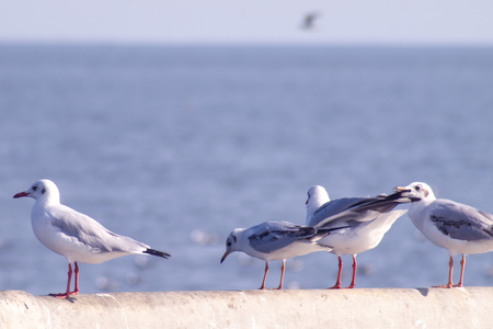 Seagull Flight, Sea Bird Flying Through Blue Sky Blue sea white bright tone nature can retreat your day from everyday life living travel seascape blur blue tone backgroundの写真素材