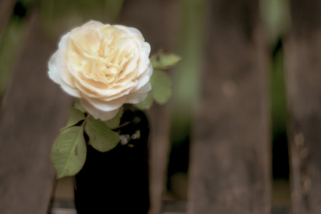 a white rose classic symbol womenâs equality in amber small bottle on wooden table nature backgroundの写真素材