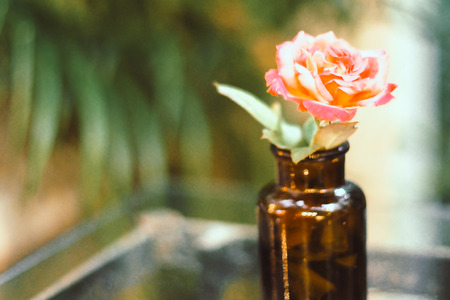 pink yellow rose in small amber bottle vintage style blur green nature background on wooden tableの写真素材