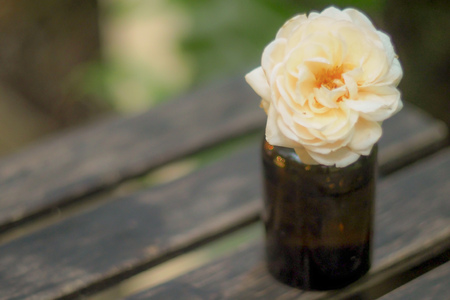 a white rose classic symbol womenâs equality in amber small bottle on wooden table nature backgroundの写真素材