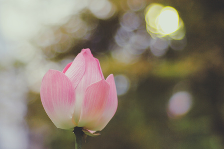 Pink lotus flower against green blur bokeh bright light backgroundの写真素材