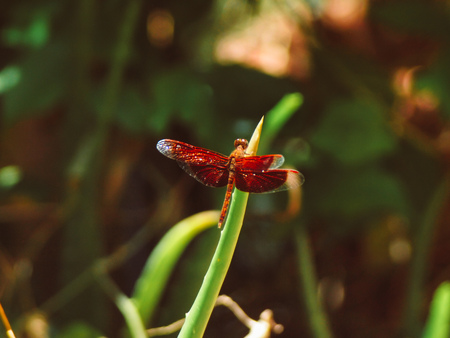 close up red dragonfly on green nature grass leack blur backgroundの写真素材