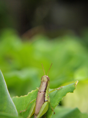 close up grasshoper on green nature leaf blur backgroundの写真素材