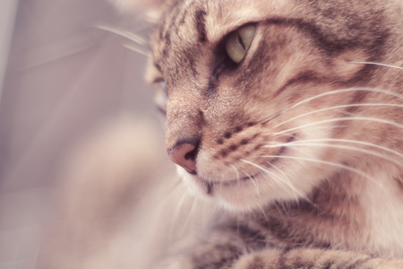 Portrait of brown mackerel young tabby cat adorable pet friend, close-up, curiousness looking and watchingの写真素材