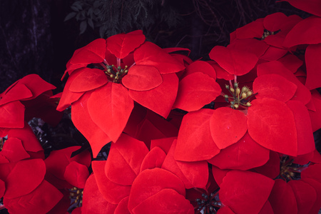 Poinsettia flower red Christmas flower decoration happy festival beautiful backgroundの写真素材