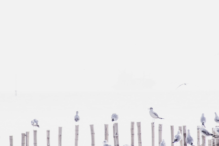 Seagull stand on the wooden pole with sea background wide sky mangrove forest beautiful natureの写真素材