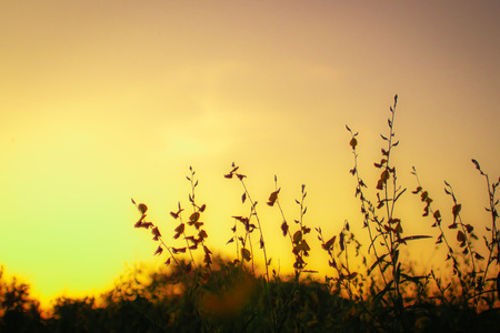 Silhouette of grass and flower on a great summer nature sunrise backgroundの写真素材