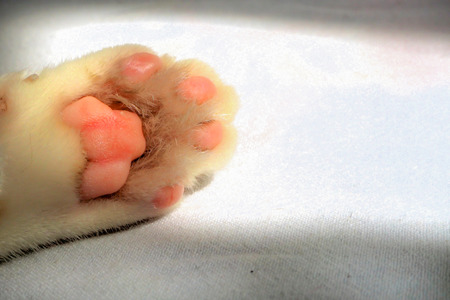 Cute little pink paw feet of cat kitten sleeps on fur white blanket backgroundの写真素材