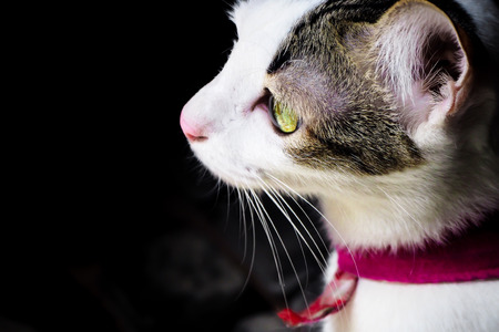 Close up  side view of black white cute kitten. Pets and lifestyle concept. Lovely fluffy cat on dark backgroundの写真素材