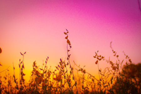 flower field again beautiful sunset sky turn shade of pink yellow colorful moment background