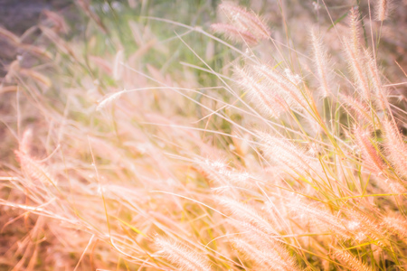 wild ripe grass and twigs, natural field plants,  gold color floral elements, beautiful nature landscape on white backgroundの写真素材