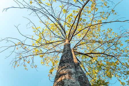 looking up close up photography of old tree yellow leave in autumn fall apart beautiful nature in Park at morning with blue sky backgroundの写真素材