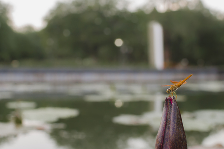 beautiful green and orange dragonfly on a lotus plant on a pond  over blur natural park backgroundの写真素材