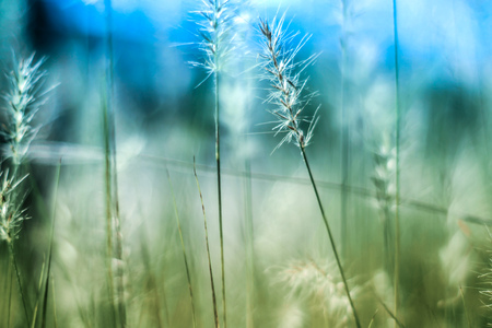 vintage background little flowers, nature beautiful, toning design spring nature wild flowers backgroundの写真素材