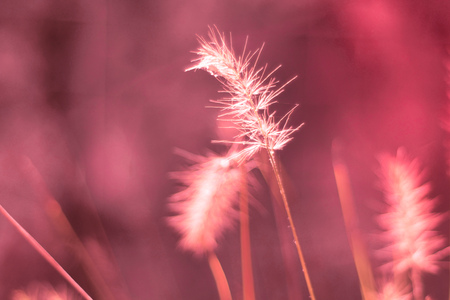 pink vintage background little flowers, nature beautiful, toning design spring nature wild flowers backgroundの写真素材