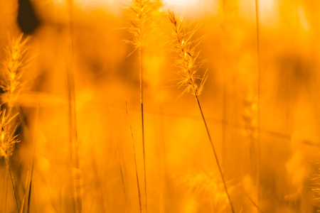 vintage background little flowers, nature beautiful, toning design spring nature wild flowers backgroundの写真素材