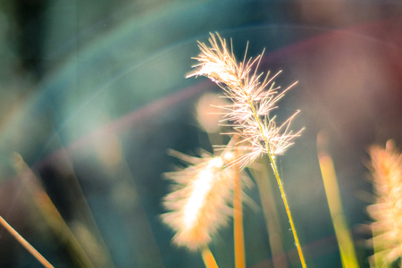 vintage background little flowers, nature beautiful, toning design spring nature wild flowers backgroundの写真素材