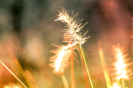 vintage background little flowers, nature beautiful, toning design spring nature wild flowers backgroundの写真素材