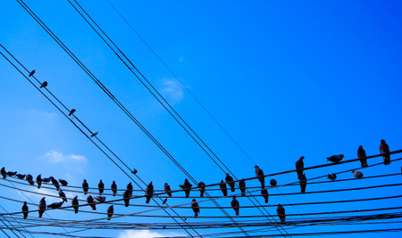birds on power line wires against blue sky with clouds background vintage retro filter