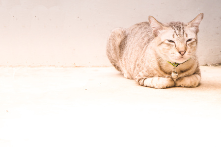 Grey tabby friendly ca cue pet sit keep paw sleepy face lovely backgroundの写真素材