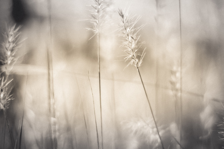 vintage background little flowers, nature beautiful, toning design spring nature wild flowers backgroundの写真素材