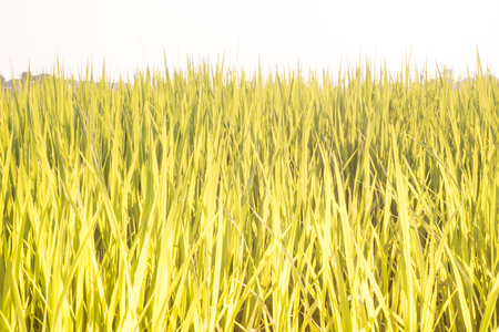 Beautiful green gold rice paddy field close up. used as abstract and backgroundの写真素材