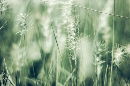 A beautiful shiny field of golden with some wildflowers like daisies and wild grass beautiful nature backgroundの写真素材
