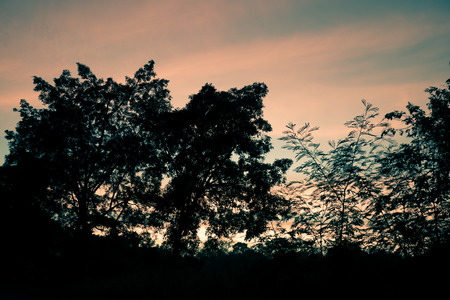 tree silhouetted against sunset sky at dusk. Real photographic image slightly simplified to produce a magical fantasy feelの写真素材