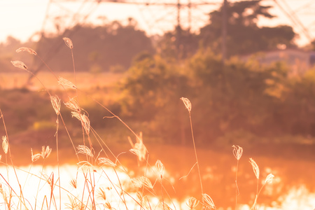 Macro image of wild grasses, small depth of field. Vintage effect. Beautiful rural nature Wild grasses at golden summer sunset vintage landscape backgroundの写真素材