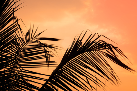 Palms coconut leaves and sun, tropical sunset backgroundの写真素材
