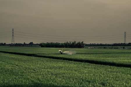 A farmer is spraying insecticides, in rice fields in evening agriculture process in Thailandの写真素材