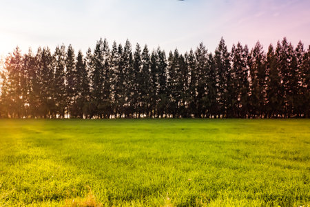 Beautiful summer landscape with pine forest at sunset background