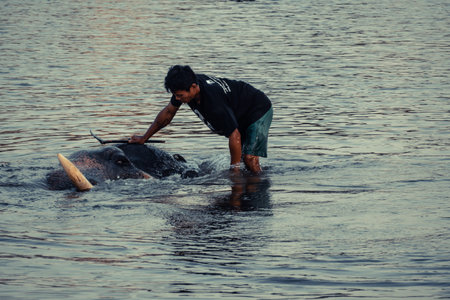 AYUTTHAYA, THAILAND - JANUARY 2019: Trainers bathing elephants in river in evening and playing with the elephant hidden place in Ayutthayaのeditorial素材