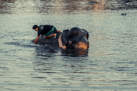 AYUTTHAYA, THAILAND - JANUARY 2019: Trainers bathing elephants in river in evening and playing with the elephant hidden place in Ayutthayaのeditorial素材