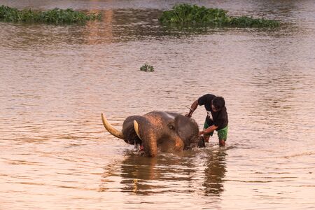 AYUTTHAYA, THAILAND - JANUARY 2019: Trainers bathing elephants in river in evening and playing with the elephant hidden place in Ayutthayaのeditorial素材