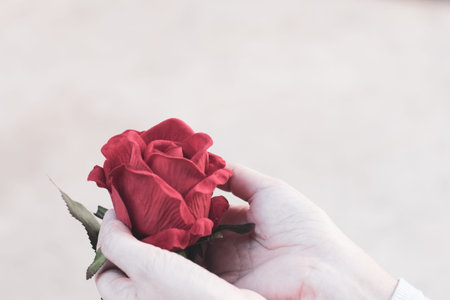 woman holding a red rose in her hand beautiful love background