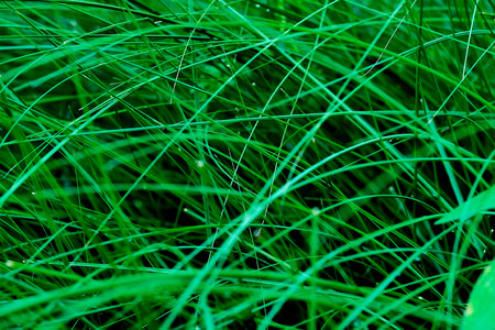 background of dew drops on bright green grass peaceful fresh idea for morningの写真素材