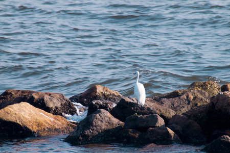 Seagull on a rock by the sea watching into the sea .nature.holiday background.の写真素材