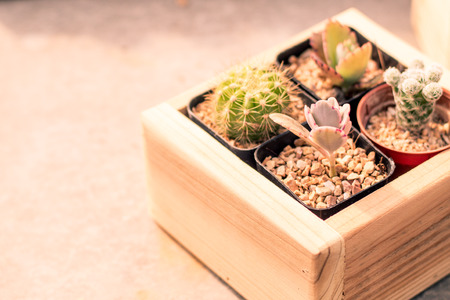 Cactus on the desk in wooden box pot. minimal style.nature.environment.indoor garden concept idea backgroundの写真素材