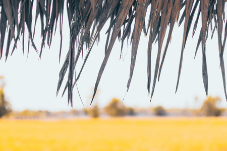 Thatched roof.Closeup of thatch roof with rice fields background.nature living concept idea.environment,save world.の写真素材