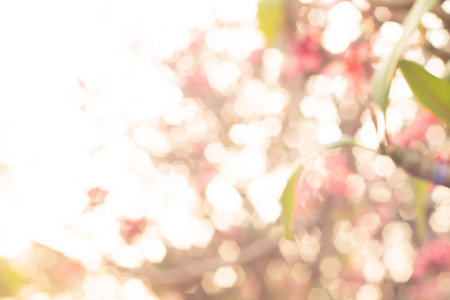 blur bokeh of Beautiful pink tropical flower and petals Plumeria flower blossom.Spring.Summer.bokeh...