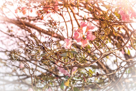 Pink cherry blossom, beautiful flowers against clear sky  in spring summer lovely sweet nature...