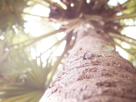 Palm tree Bottom close-up view of large tropical coconut tree nature vacation holiday concept idea