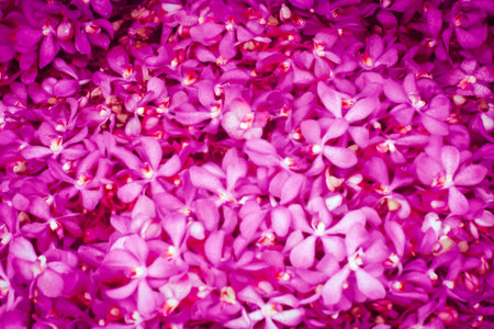 pink orchid with blurred background,Beautiful pink orchid with blurred background