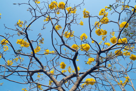 yellow flowers blossom in spring time against blue sky background.