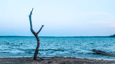 dead tree, Dried tree, old wooden tree  vintage boat on shore. Blue sea. concept loneliness, freedom. holiday. alone feeling.の写真素材