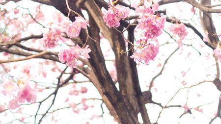 Spring blossom background. Beautiful nature scene with blooming tree and sun flare. Sunny day....